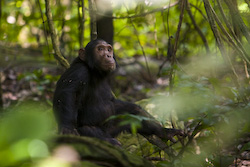 Wildlife